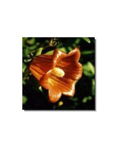 kanarische-kletterglockenblume-stockb-15-ml