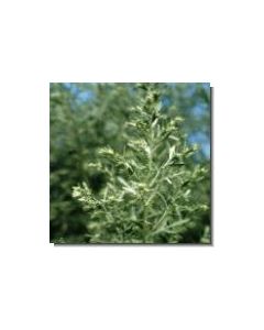 kanarischer-wermut-stockb-15-ml