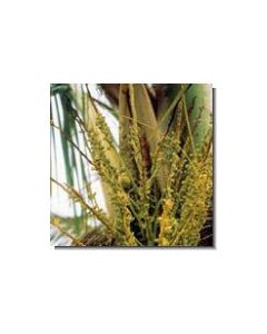 kokospalme-stockb-15-ml