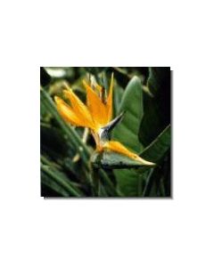 paradiesvogelblume-stockb-15-ml