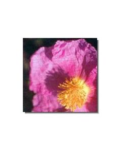 zistrose-stockb-15-ml