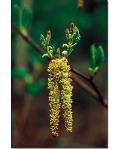 Alder - Bergerle - Stockb. 7,5 ml