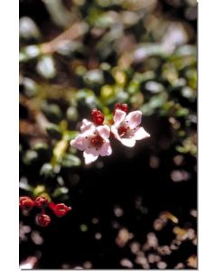 Alpine-Azalea-Stockb-7-5-ml