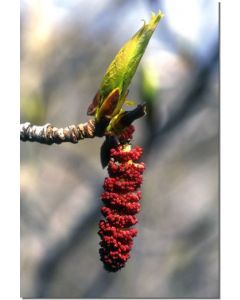 Balsam-Poplar-Pappelart-Stockb-7-5-ml