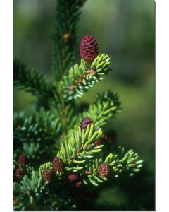 Black-Spruce-Schwarzfichte-Stockb-7-5-ml