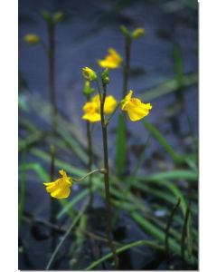 Bladderwort-Großer-Wasserschlauch-Stockb-7-5-ml