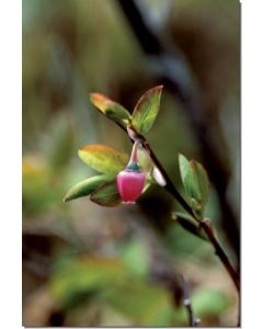 Blueberry-Pollen-Heidelbeerpollen-Stockb-7-5-ml