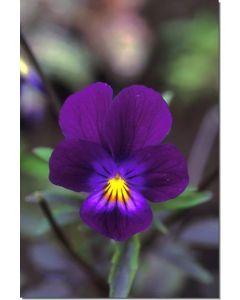 Blue-Elf-Viola-Veilchenart-Stockb-7-5-ml