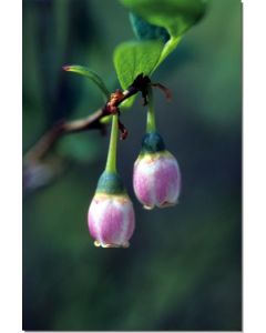 Bog-Blueberry-Stockb-7-5-ml