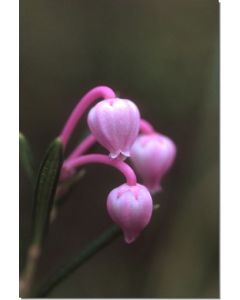 Bog-Rosemary-Stockb-7-5-ml