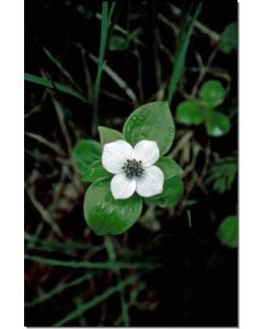 Bunchberry-Stockb-7-5-ml
