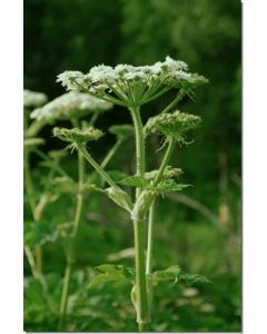 Cow-Parsnip-Bärenklauart-Stockb-7-5-ml