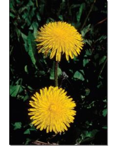 Dandelion-Stockb-7-5-ml