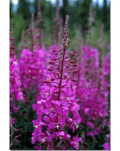 Fireweed-Schmalblättriges-Weidenröschen-Stockb-7-5-ml