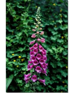 Foxglove-Roter-Fingerhut-Stockb-7-5-ml