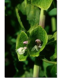 Green-Bells-of-Ireland-Stockb-7-5-ml