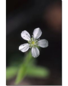 Grove-Sandwort-Stockb-7-5-ml