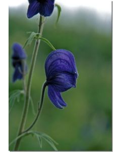 Monkshood-Stockb-7-5-ml