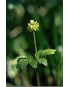 Moschatel-Gemeines-Moschuskraut-Stockb-7-5-ml