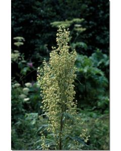 Mountain-Wormwood-Beifussart-Stockb-7-5-ml
