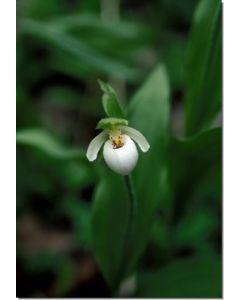 Northern-Lady’s-Slipper-Frauenschuhart-Stockb-7-5-ml