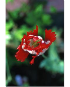 Opium-Poppy-Stockb-7-5-ml