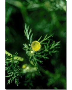 Pineapple-Weed-Strahlenlose-Kamille-Stockb-7-5-ml