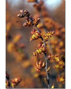Sweetgale-Gagelstrauch-Stockb-7-5-ml