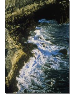 Tidal-Forces-Stockb-7-5-ml
