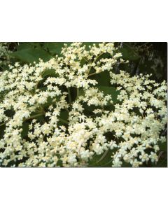 holunder-stockb.-10-ml