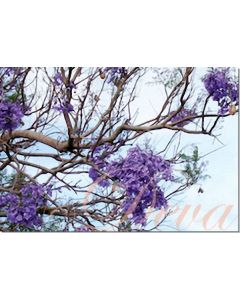 jacaranda-stockb.-10-ml
