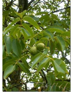 walnußbaum-stockb.-10-ml