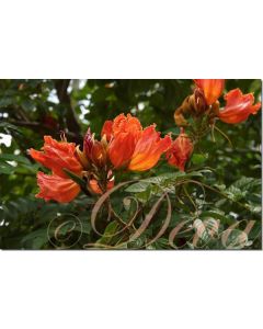 african-tulip-stockb.-20-ml