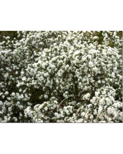 apfelbaum-stockb.-30-ml