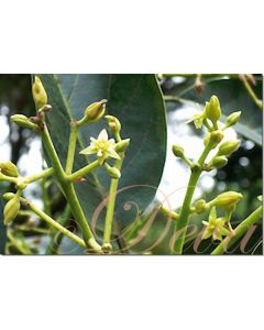 avocado-stockb.-30-ml