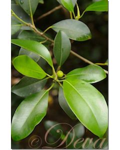banyan-tree-lahina-stockb.-30-ml