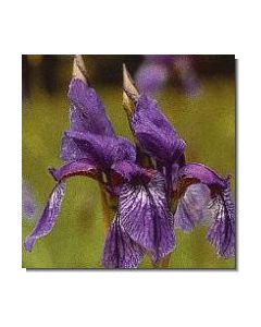 7-iris-15-ml