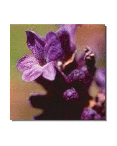 10-lavendel-15-ml