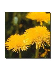 11-löwenzahn-15-ml