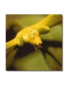 12-mistel-15-ml