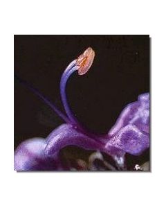 13-rosmarin-15-ml