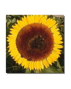 16-sonnenblume-15-ml