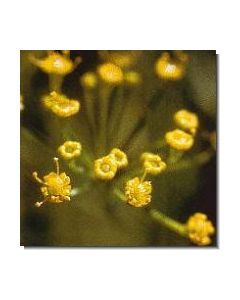 24-dill-15-ml