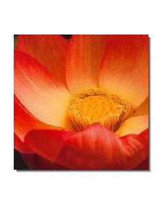 30-lotus-15-ml