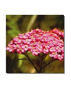 35-rosa-schafgarbe-15-ml
