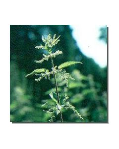 44-brennessel-15-ml