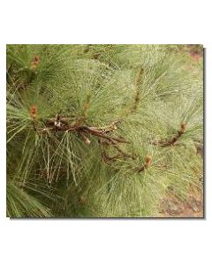 48-kanarische-kiefer-15-ml