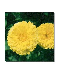 53-ringelblume-15-ml