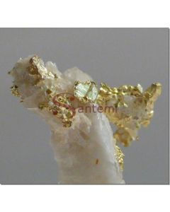 Aurummagnificum