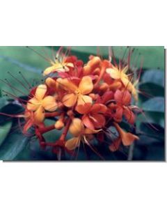 ashoka-flower-15-ml